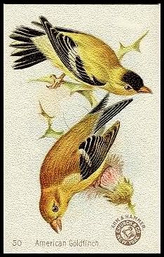50 American Goldfinch